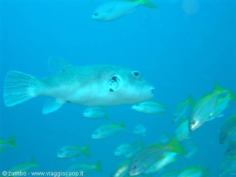 Pesce palla