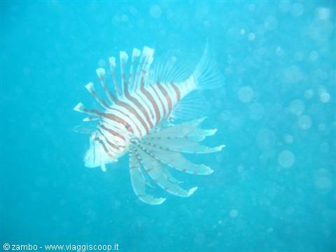 Pesce scorpione