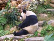 Panda all'Ocean park