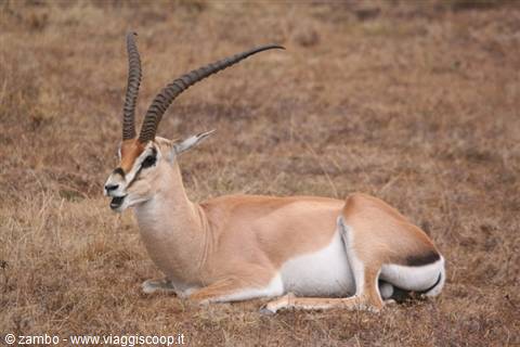 Thompson Gazelle al Masi Mara