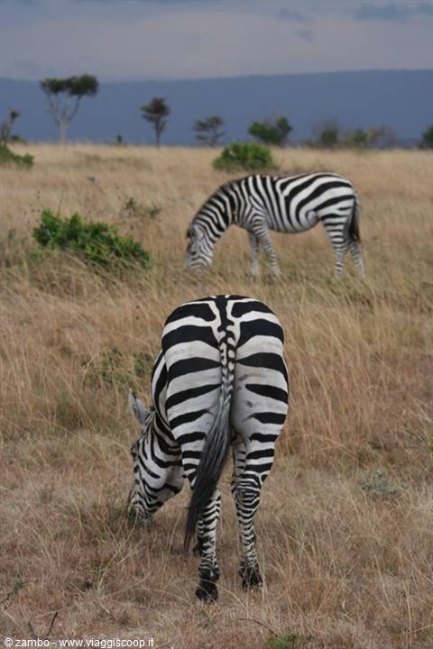 Il retro....Zebra