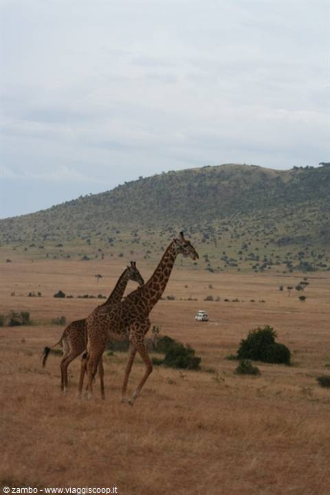 Giraffe a passeggio - Masai Mara