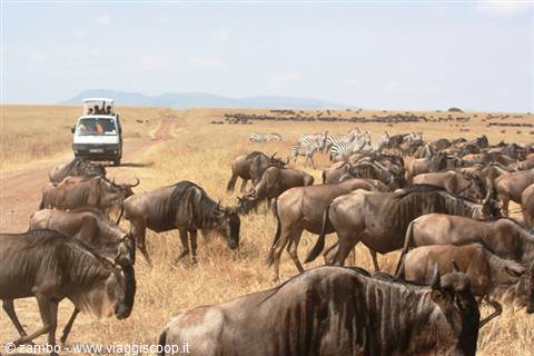 Gnu in migrazione