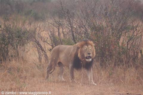 Simba, il re della savana
