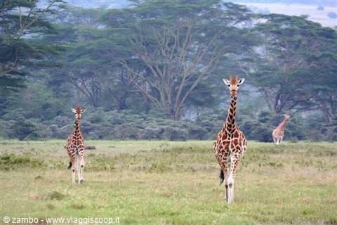 Giraffe Masai - Lake Nakuru
