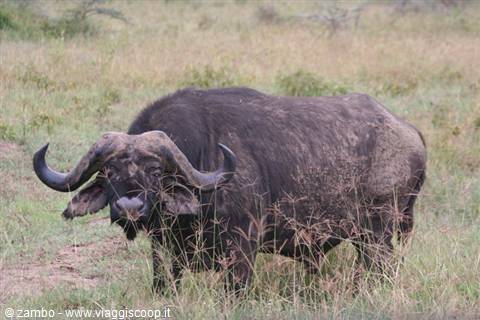 Water Buffalo