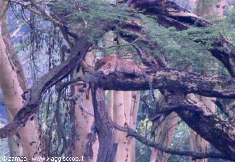 Il primo Leopardo