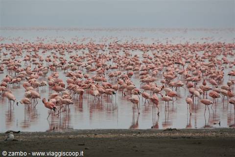 Pink Flamingos