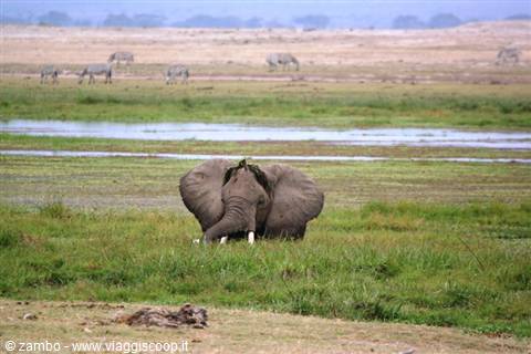 Amboseli, il paradiso degli elefanti