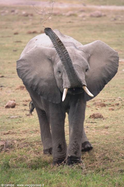 Dumbo....ci saluta