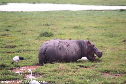 Happy Hippo...