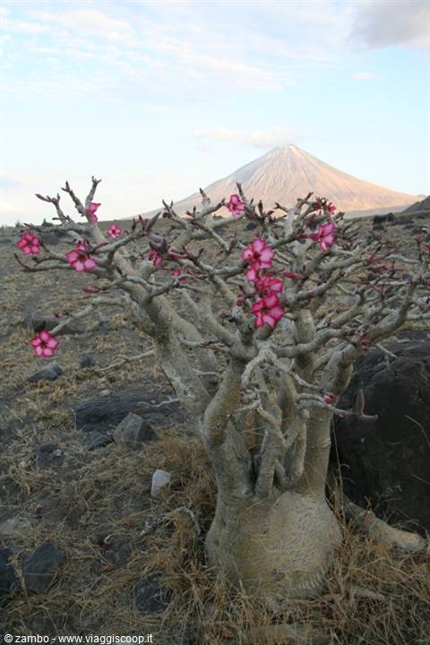 Piccolo Baobab in fiore