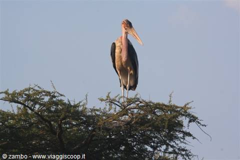 Marabu