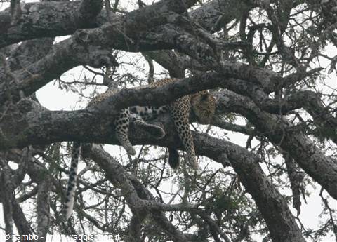 Leopardo a penzoloni