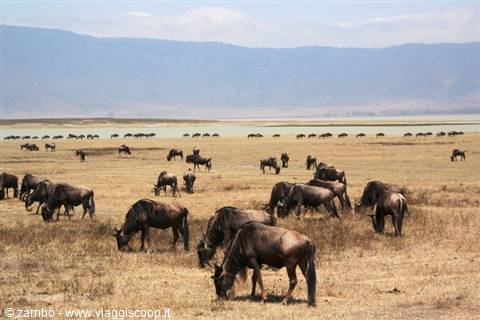 Gnu al pascolo