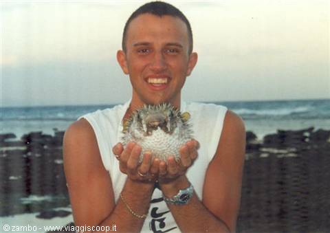 Pesce palla