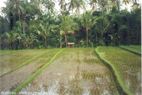 Risaia
