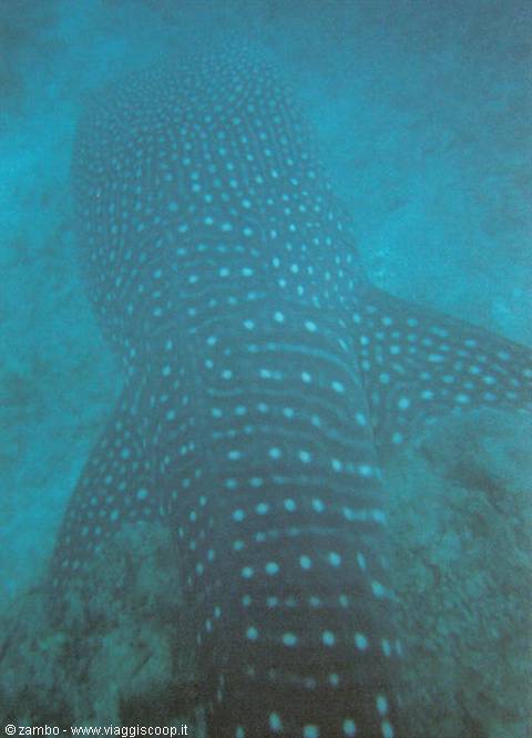 Squalo balena