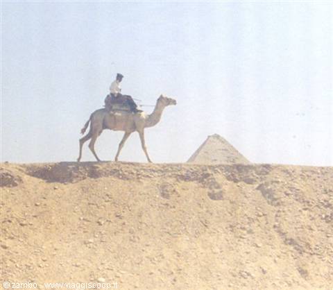 Cammello a Giza