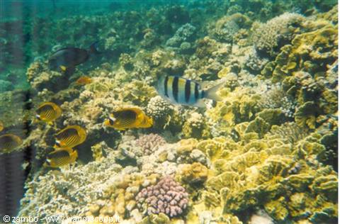 Snorkelling