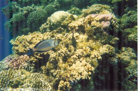 Snorkelling