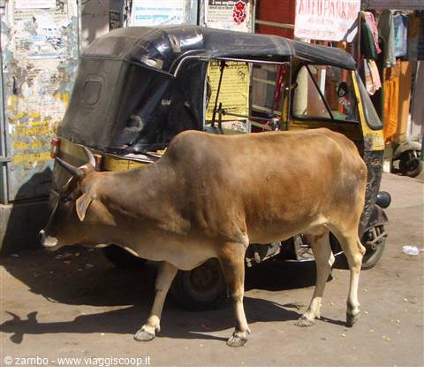 India....La mucca e il Tuk Tuk