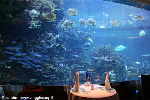 Ristorante vista...acquario