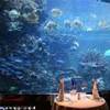 Ristorante vista...acquario EMIRATI ARABI UNITI 