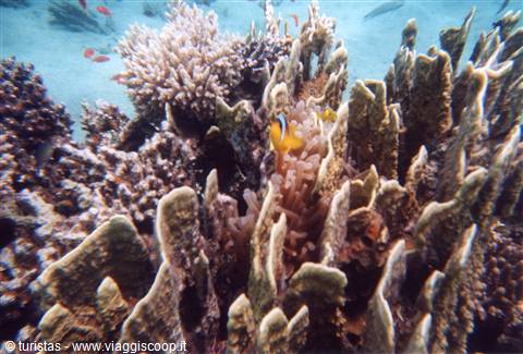 Quel pagliaccio di un Nemo