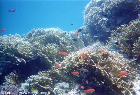 Il SOLITO aquario