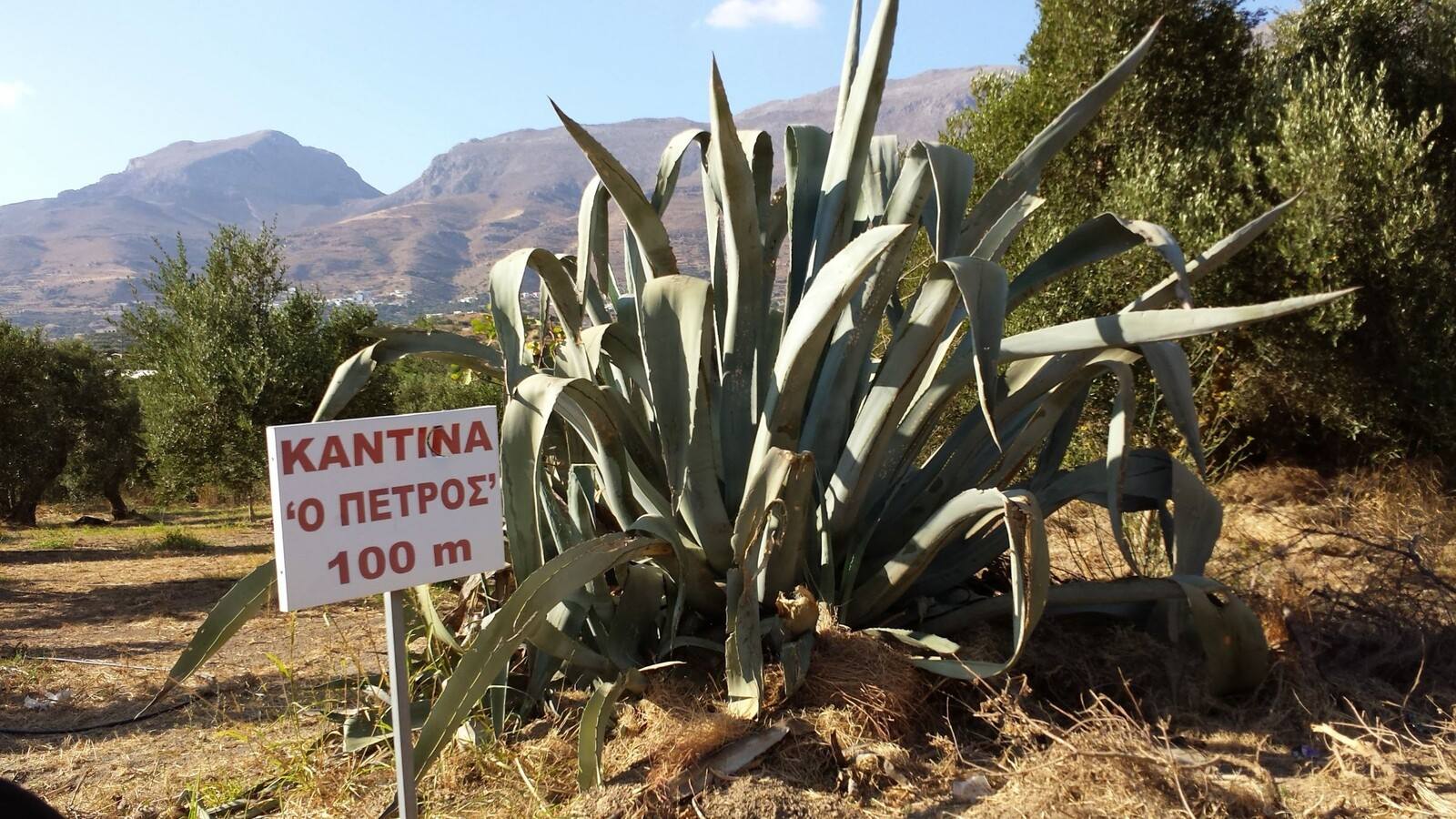 A cento metri dalla cantina "O Petros", tra agavi e montagne cretesi.