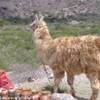 Llama nella quebrada ARGENTINA 