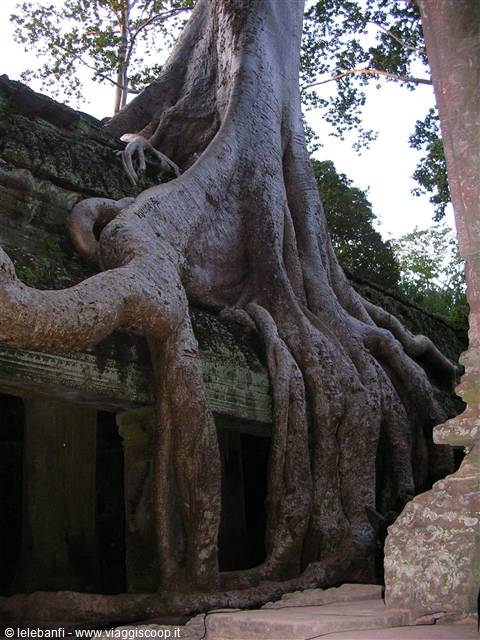 Ta Prohm - Pianta