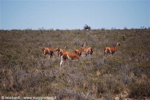 Penisola Valdés - Guanaco