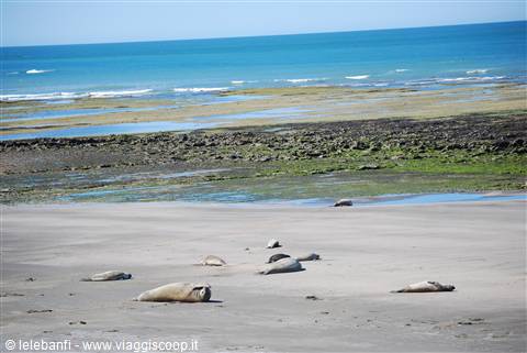 Penisola Valdés - Punta Faro - Elefanti marini