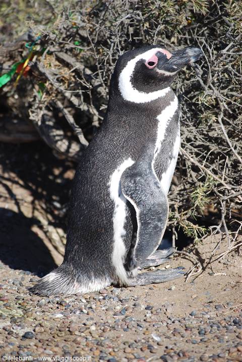 Punta Tombo - Pinguini