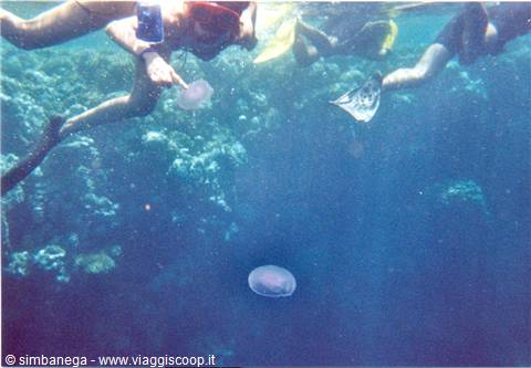 con le meduse