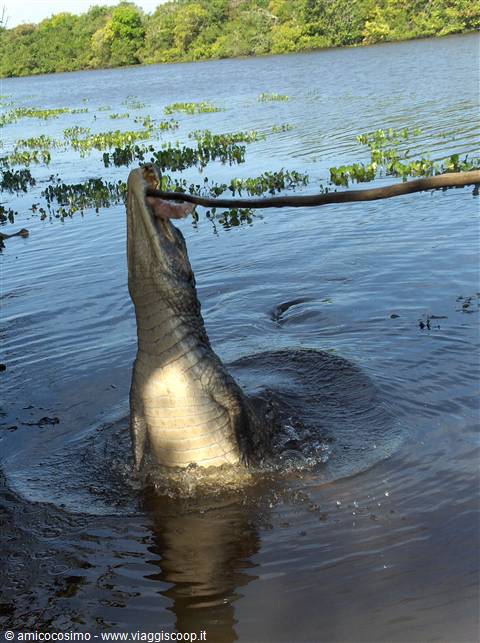 un caiman affamato