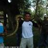 ecco finalmente l' Anaconda VENEZUELA 