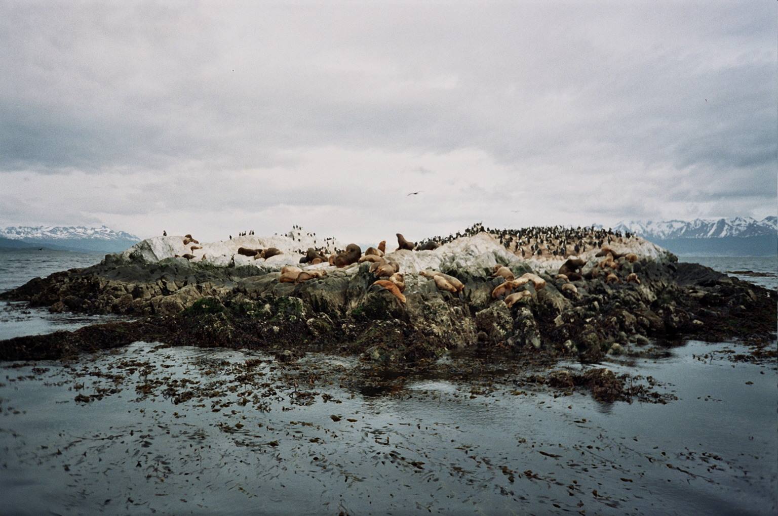 leoni marini sul canale di beagle