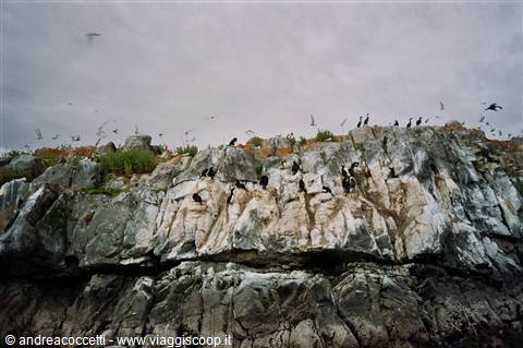cormorani