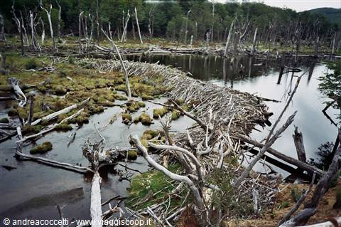 diga dei castori nel parco nazionale della Terra del Fuoco