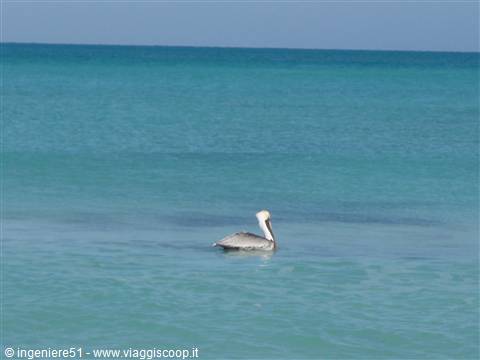pellicano