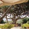 ficus sull'isola di Mozia ITALIA 