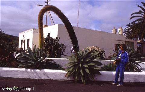 Cactus