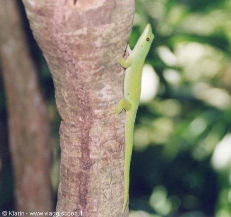 Un gecko verde