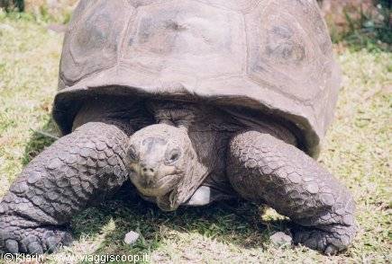 Tartaruga terrestre gigante a Curieuse