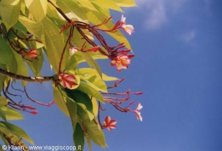 Frangipani