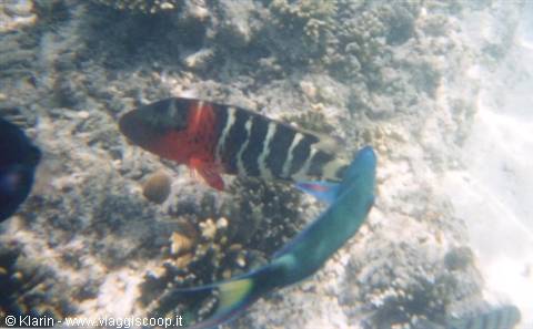 Snorkeling