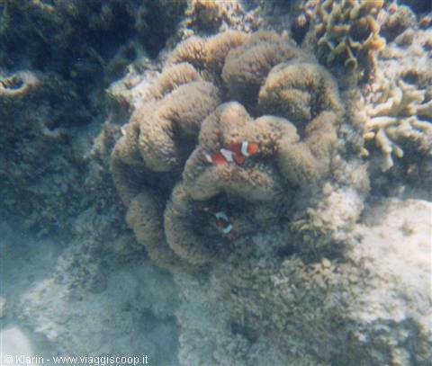 Snorkeling - pesce pagliaccio